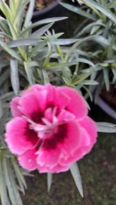 ดอกไม้กินได้6นิ้ว #ดอกผีเสื้อ Colors Mixing Dianthus barbatus Seeds ต้นดอกไม้สวยๆ #carnation #ดอกคาร์เนชั่น #Flowers กระถาง4-5นิ้ว ดิน: ชอบดินปลูกชุ่มชื้น ระบายน้ำดี เป็นกรดเล็กน้อย
แสงแดด: แสงแดดเต็มวัน-รำไร ชอบอากาศเย็น
น้ำ: ปานกลาง
การขยายพันธุ์