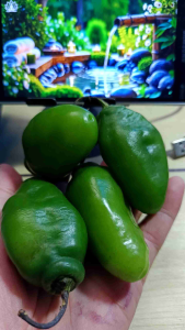 1 kg CABe GENDOT HIJAU FRESH PEDAS asli bandung