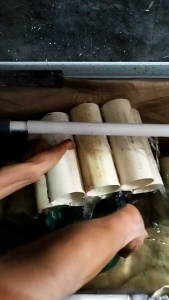 indukan lobster berkualitas 2 pasang betina/jantan 2