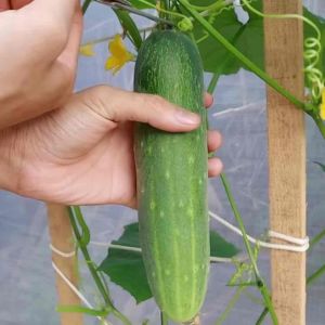 Hạt giống dưa chuột chịu nhiệt (10 hạt) - thơm ngon giòn ngọt