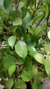 kopi arabika bubuk 1kg / kopi Sumatera arabika bubuk 1kg