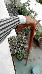 Tongkat jalan kayu nogosari nagasari