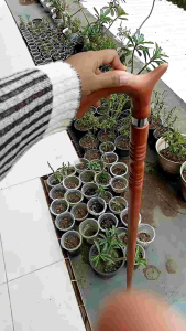 Tongkat Jalan Kayu Nogosari Nagasari Model Cula Profil Premium