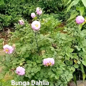 (KEMASAN PREMIUM) BIJI | BENIH BUNGA DAHLIA PINNATA PINK ( isi -+100 butir)