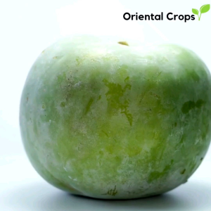 condol wax gourd seeds for planting binhi pantanim