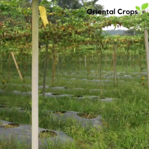 100 Patola Seeds for Planting: A Comprehensive Guide