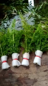 pakis air media bendel/ kapas tanaman aquascape per 5 bendel/ kapas