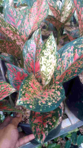 Tanaman hias aglonema venus red cantik