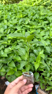 ( banya pilihan ) bibit polybag cabe rawit kaliber siap tanam mudah untuk tumbuh