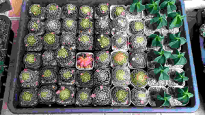 กระบองเพชรหลากหลายสายพันธุ์ ต้นสมบูรณ์ มีให้เลือกแบบรากเดินดีจัดส่งทั้งกระถาง หรือ แบบถอดราก