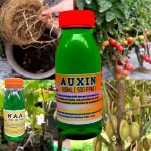 ZPT IAA kelompok hormon auxin yang berfungsi mempercepat perpanjangan akar  lebih dari biasanya 100ml 500ppm