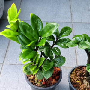 กวักมรกตแคระฮอลแลนด์ Zamioculcas zamiifolia กวาบมรกต กวาบมรกต แคระฮอลแลนด์ - Lazada