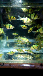 Hiasan aquarium Sumatra Hijau Isi 30 + Siap kirim aman