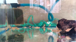 ikan brushmout (ikan sapu albino) size25-3cm harga 30.000 untuk 5ekor