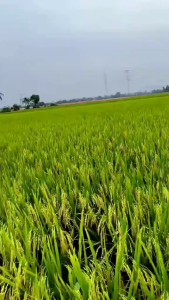 Benih bibit padi 5 kg polton super unggul gabah berkualitas ori