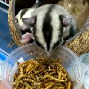 SUPER MAGGOT KERING UNTUK HAMSTER & SUGARGLIDER - kode2