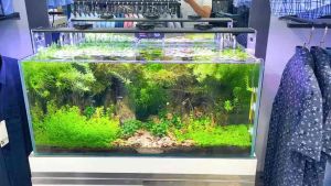 Quạt Đơn Làm Mát Hồ Thủy Sinh Hồ Cá. Phụ Kiện Hồ Cá Quạt Đơn