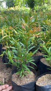 Tanaman pucuk merah T 25 cm s/d 50 cm tanaman hias pucuk merah pucuk merah Tanaman Hias Tahan Panas di Tanaman outdor  Tanaman Pucuk Merah