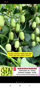 KEMASAN PREMIUM -+20 butir BIJI/BENIH TANAMAN SAYURAN TIMUN JADE GIRL/TIMUN BERKULIT HALUS IMPOR F1