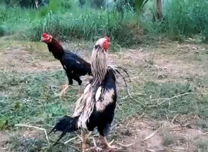 Doping Ayam Laga Paket RED Power + Capsul Superwin Import Thailand