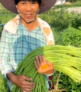 40 BUTIR/BENIH TANAMAN KACANG PANJANG (BIJI MERAH PUTIH)