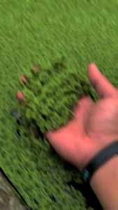 Bibit Azolla super pakan Ternak alternatif 1kg