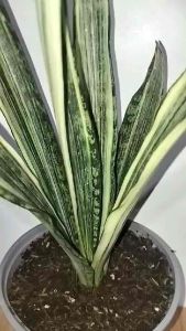 Sansevieria Bantel Sensation: A Decorative & Air-Purifying Plant