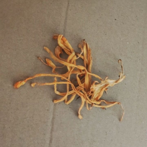 100gr 虫草花  Chong Cao Hua Cordyceps Flower Jamur Bunga Cordyceps