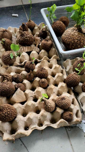 StephaniaSuberos Dioscorea elephantipes