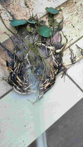 Home Grown Fresh Harvest Big Size Lotus - Tuber自家花园大型荷花种藕