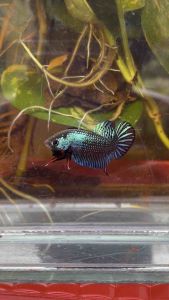 พ่อพันธุ์40% ผิวท่อง รับประกันยอมตุย ไม่ยอมวิ่ง มีผลงาน ปากตาซอก ตรงปก100%