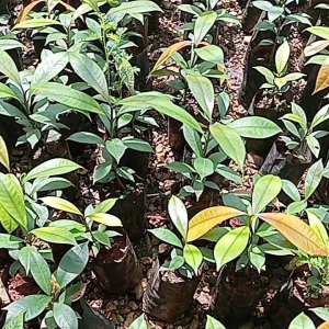 ต้นกล้ามังคุด ชุด 5ต้น