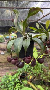 ต้นหม้อข้าวหม้อแกงลิง ปากสวยๆ ฟอร์มสวย กระถาง6“ เหมาะที่จะเก็บสะสม