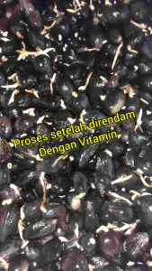 Bibit Benih Kecambah Sawit MAREHAT DUMPY Berkualitas Tinggi