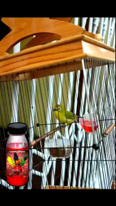 Makanan Burung/Vitamin Burung Red Doping Metabolisme Dextropleci