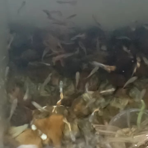 GUPPY METAL RED LACE PAIR