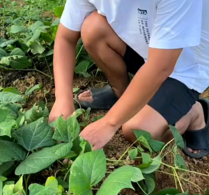 (KEMASAN PREMIUM) BIJI/BENIH BENGKOANG PREMIUM (isi -+60 butir)