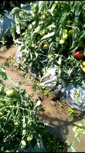 Benih Bibit Tomat oval Naka Seed Mila F1 Hibrida  satu bungkus Murah berkualitas sayur