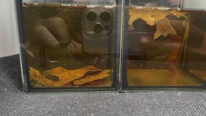 ปลากัดช้อนใต้