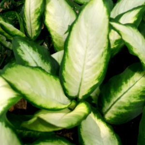 Tanaman Hias Murah Blanceng Susu: Aglonema & Promo