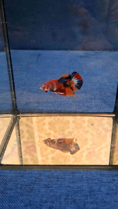 Betta ลูกหม้อ