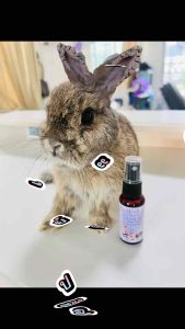 เซรั่มบำรุงขน สวย ช่วยเรื่องไรขน