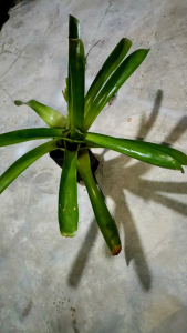 1 pokok bromeliad dalam poly bag
