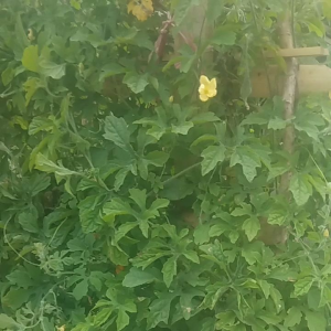 jual benih biji pare hutan atau gengge 100 biji