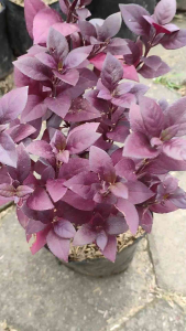 Red Alternanthera / 红紫草 / Pokok Brigo Merah / लाल अल्टर्नैंथेरा (Singapore Red Leaf Plant) – Colorful Foliage Fast Grow