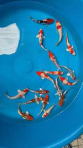 JAPAN KOI LOCAL BREED 5/6” PREMIUM GRADE 20pcs FREE 3pcs