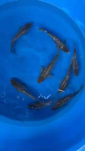 JAPAN SORAGOI 20-23cm from OMOSAKO KOI FARM 498 per koi + shipping 50