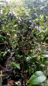 bibit anggur pohon red escarlate - anggur brazil jaboicaba red escarlate