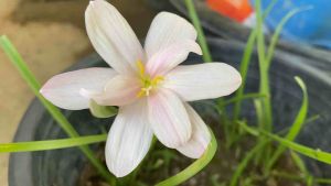 ฮ.หัวดอกบัวดิน Sweet Flamingo หัวละ 30 บาท