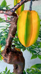 Bonsai Buah blimbing tinggi 130 cm